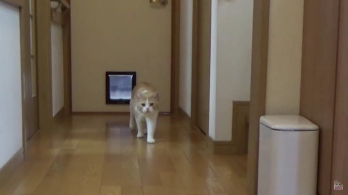 歩いてくる猫