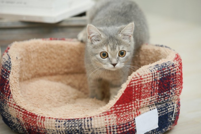 ベッドに入る子猫