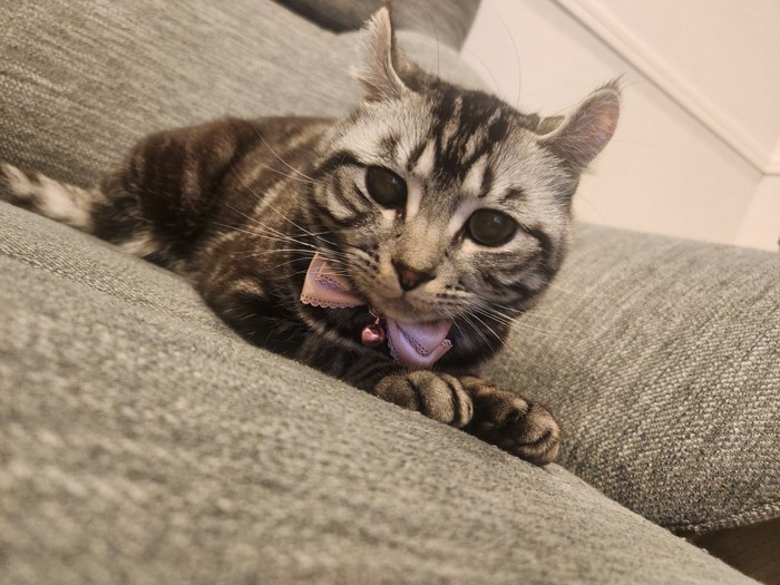 ソファに座るこめちゃん