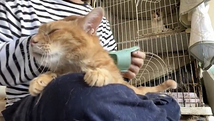 満足そうな表情の猫（横向き）