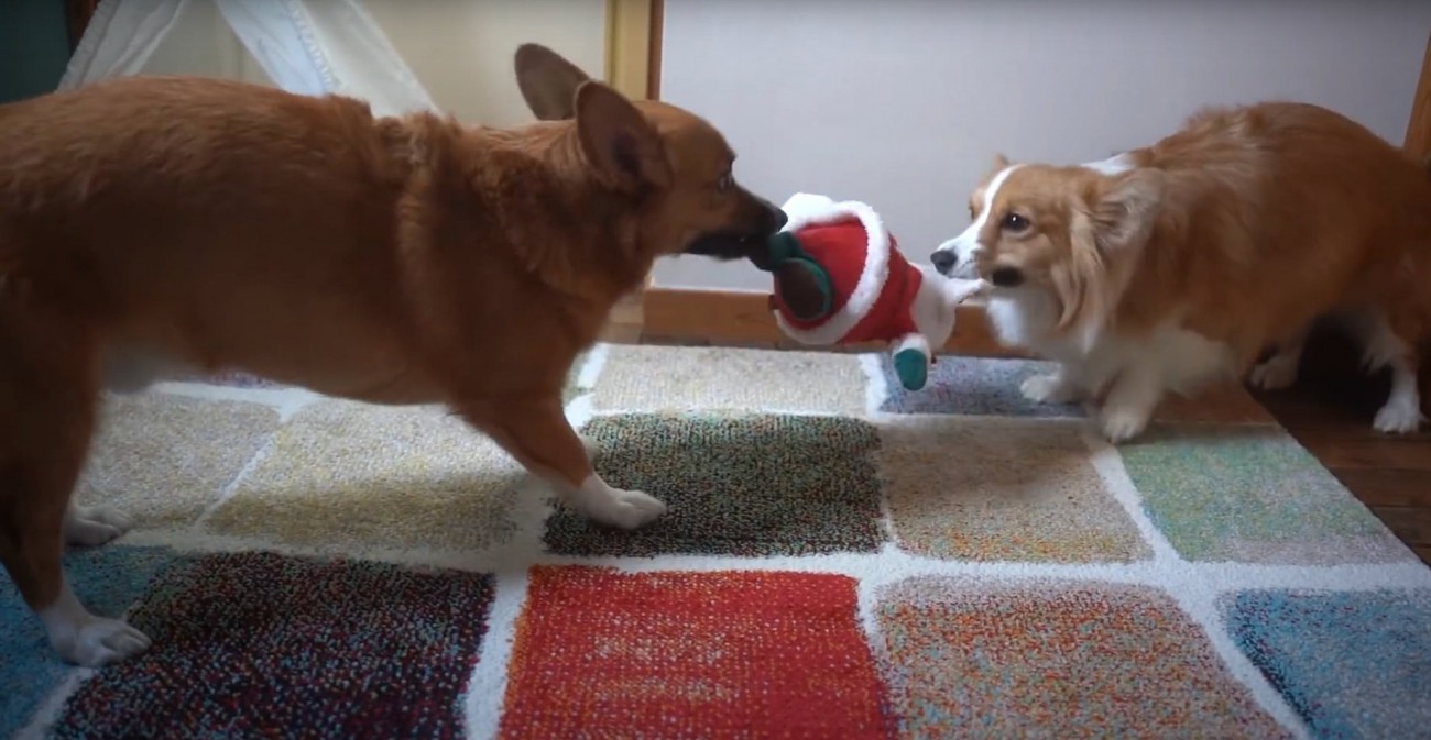 サンタを取り合う犬