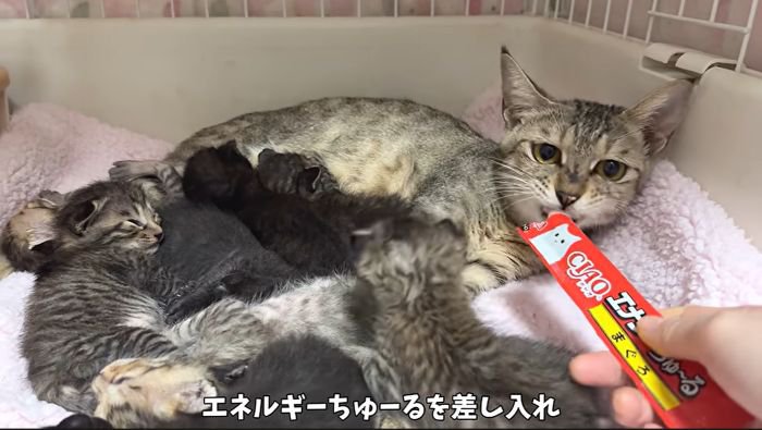 おやつを食べるかのこちゃん