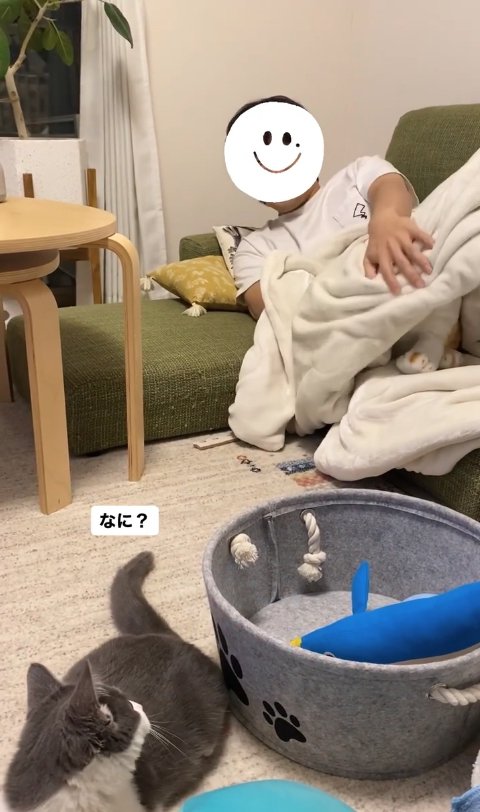 ソファにいる飼い主にお尻を向けたまま振り返る猫