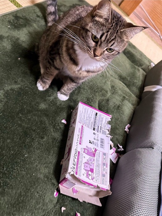 ズタボロのティッシュ箱の横に座る猫