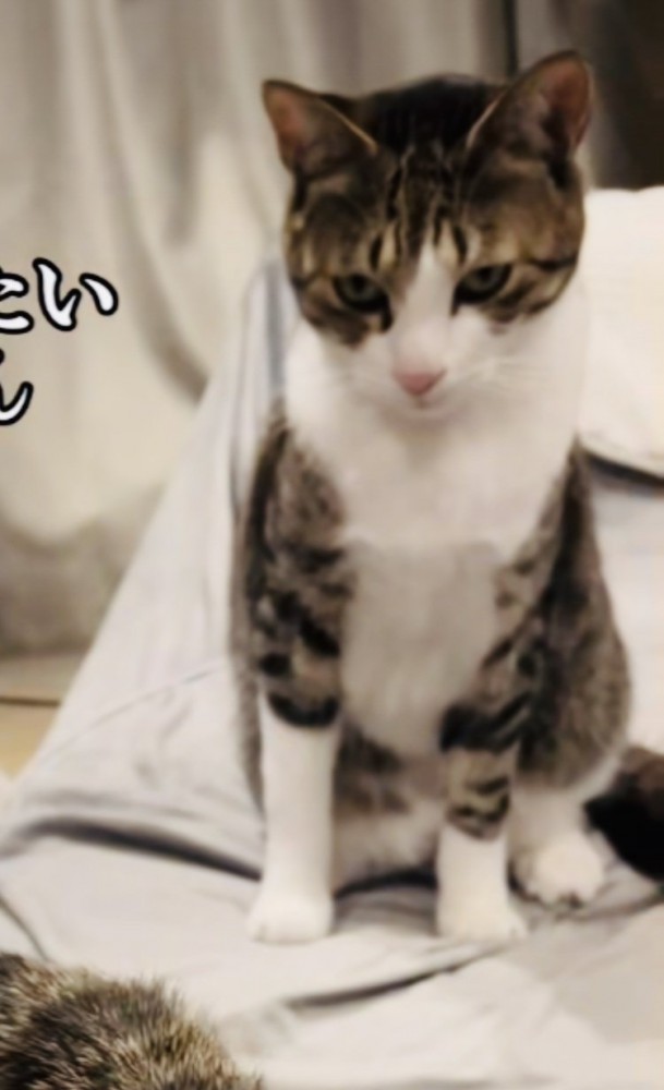 ママの膝の上の順番を待つキジ白猫