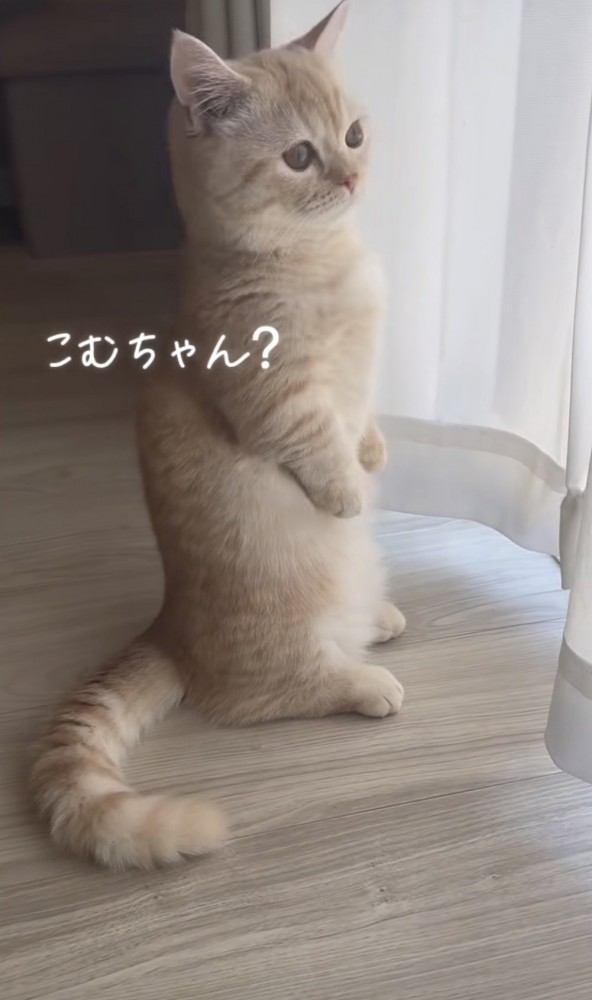 「こむちゃん？」のテロップ写真