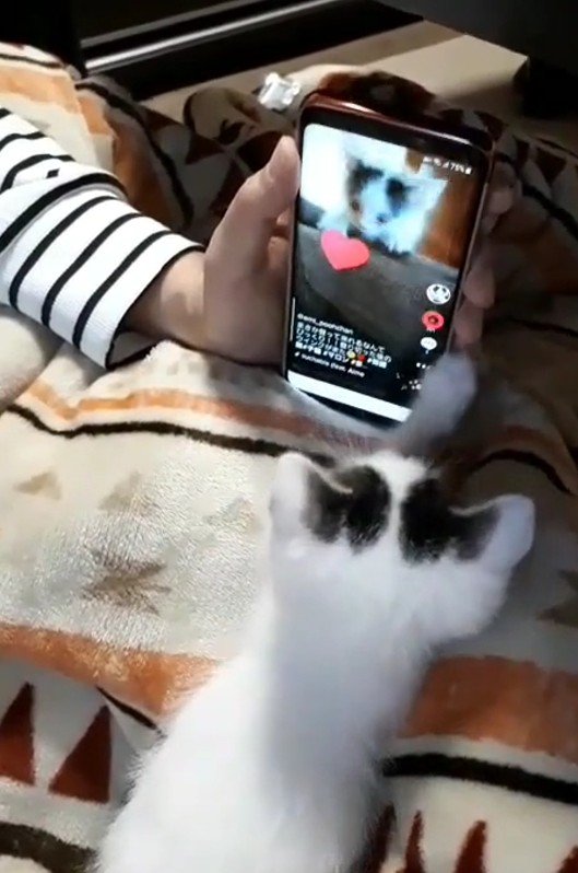 スマートフォンをタップする猫