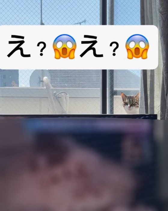 部屋の中を覗くメルくん