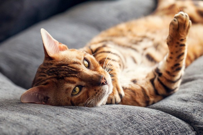 ヘソ天で寝転ぶ猫