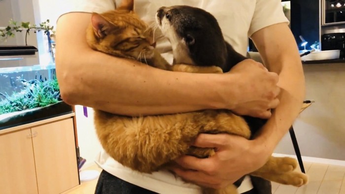 パパに抱っこされるカワウソと茶トラ猫