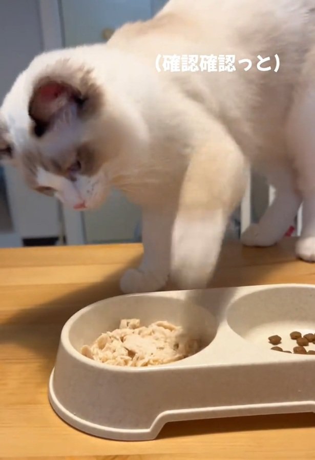 手を引っ込めるシェルちゃん