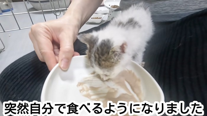 ペーストのごはんを食べる子猫