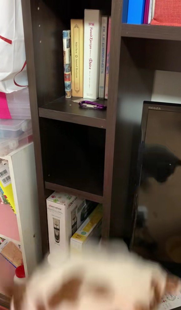 棚に入っている猫
