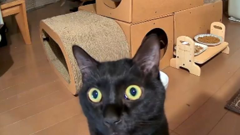 ペットカメラに映る黒猫