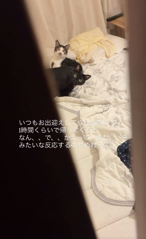ドアの隙間からカメラを見つめる2匹の猫(引き・中央見切れ)
