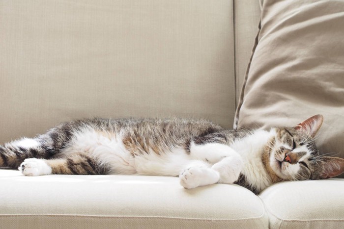 ソファで眠る猫