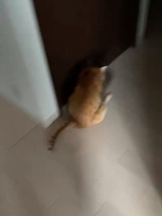 おしり歩きする猫