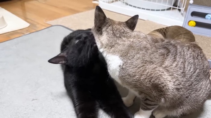 リオくんに顔を寄せるリノちゃん