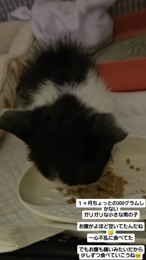 皿に顔を近づけてごはんを食べる子猫