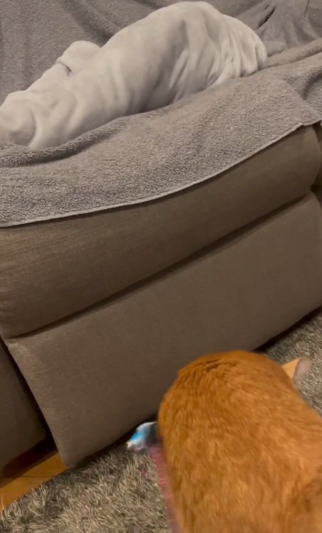 猫じゃらしを捕まえるセッタくん