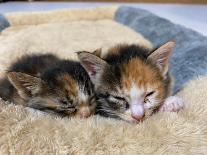 熟睡する子猫たち