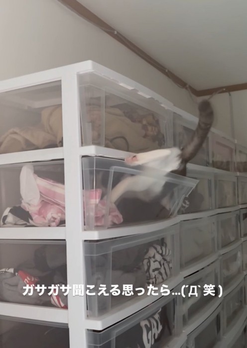 ケースの中に入っていく猫3