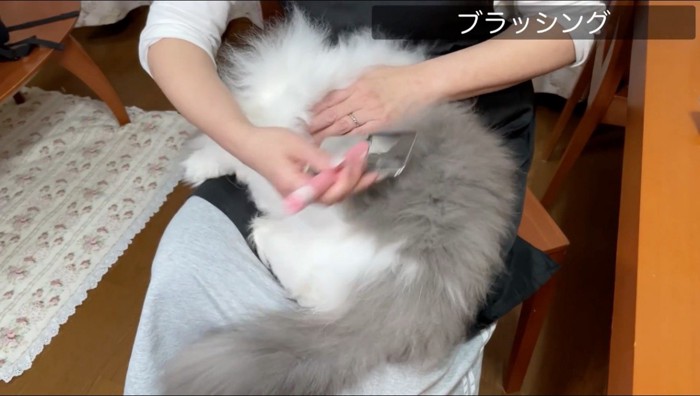 猫を膝に乗せてブラッシングする女性