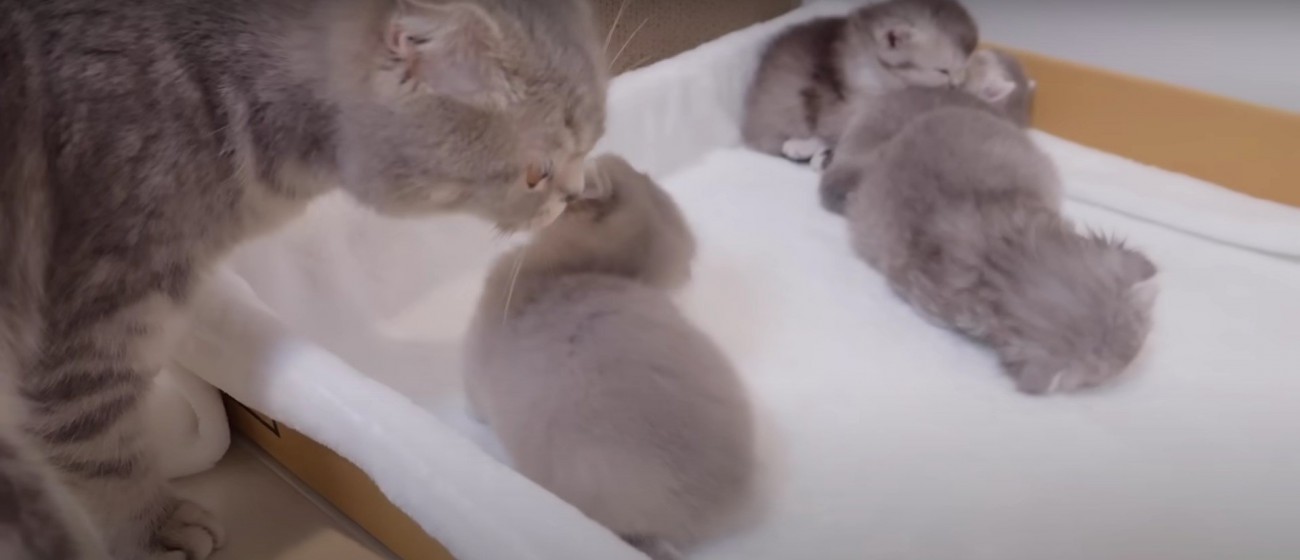 子猫をなめる親猫%％お手入れしてもらって