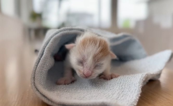 タオルにくるまれた子猫