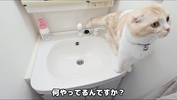 洗面台に上るクリーム色の猫