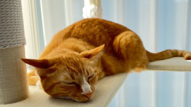 日向ぼっこ中の猫