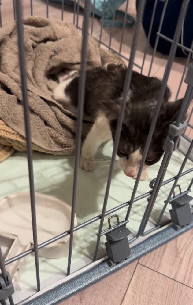 ボロボロの子猫