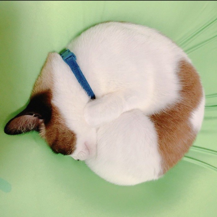 丸くなり模様のハートがなくなっている図