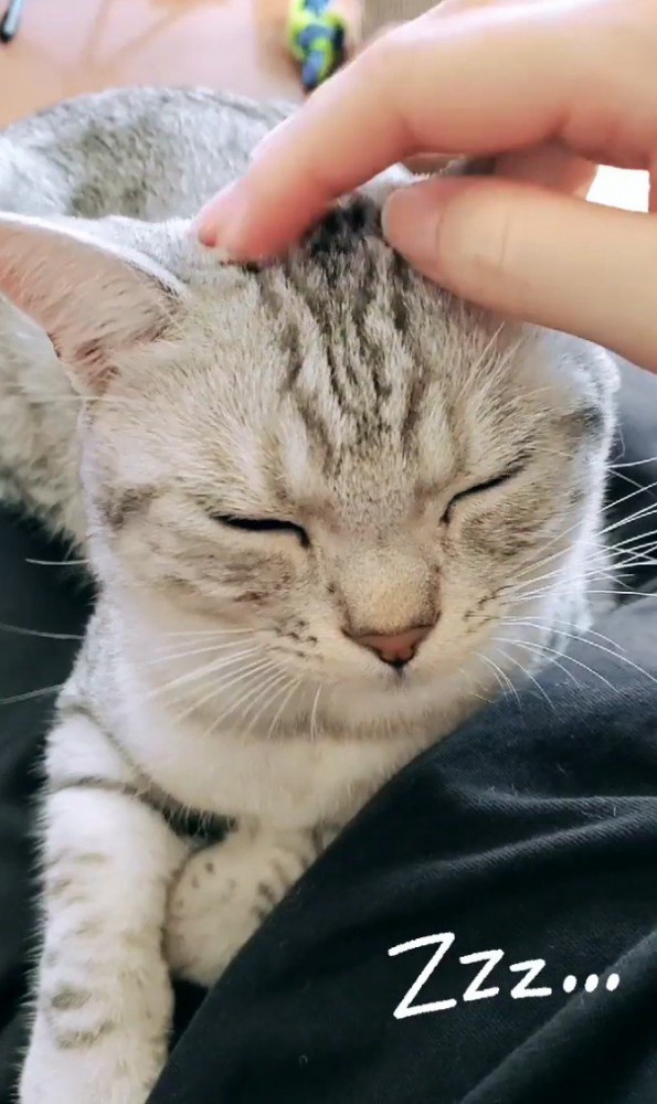 目を閉じた猫：