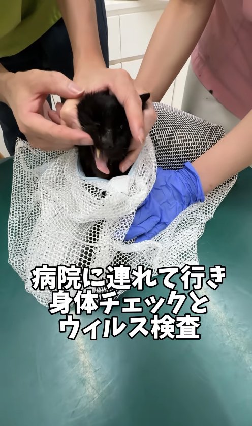 洗濯ネットに入って診察されている黒猫