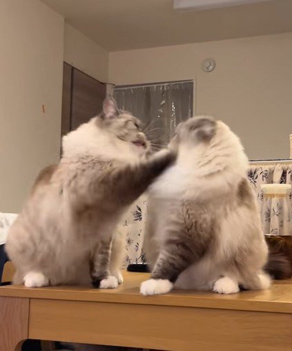 弟猫を殴る兄猫