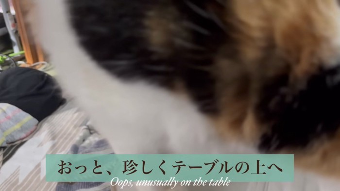 テーブルへ登るミケ