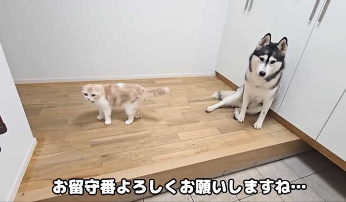 玄関で座るハスキーと立っている猫