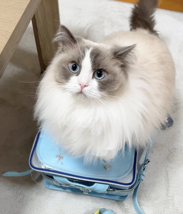 満足げな表情でランドセルに乗る猫