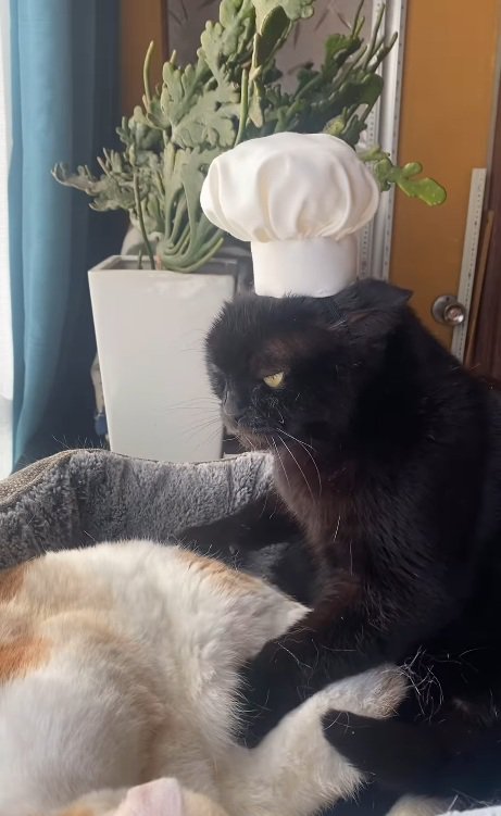 必死にこねる小鉄くん