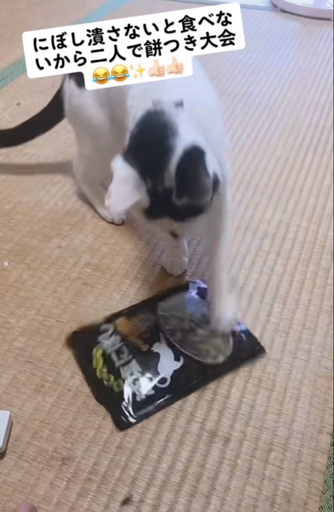 煮干しに猫パンチ