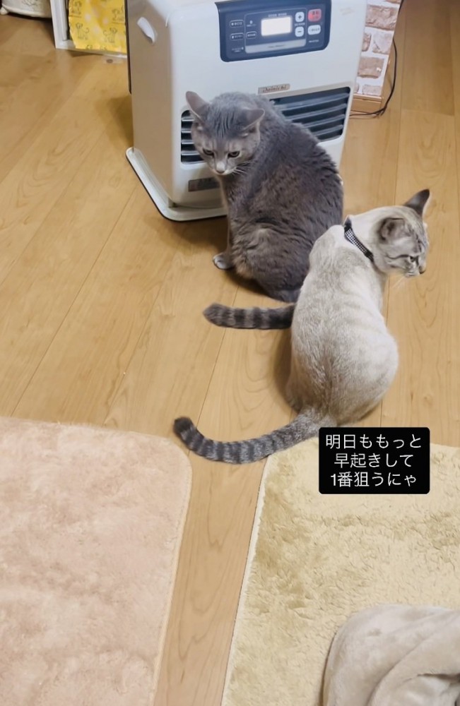 ストーブに並ぶグレートラ猫とシャムトラ猫