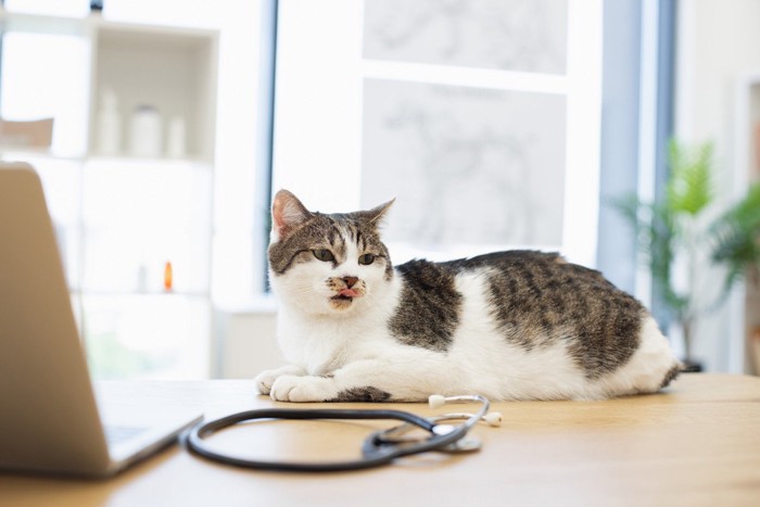 診察台の上に座る猫