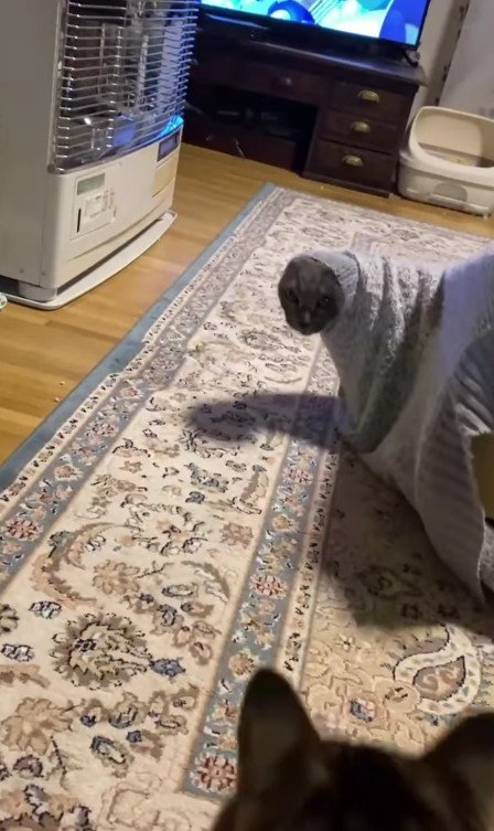 セーターに入った猫