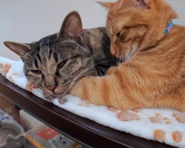 茶トラ猫の腕の上で熟睡する麦わら猫