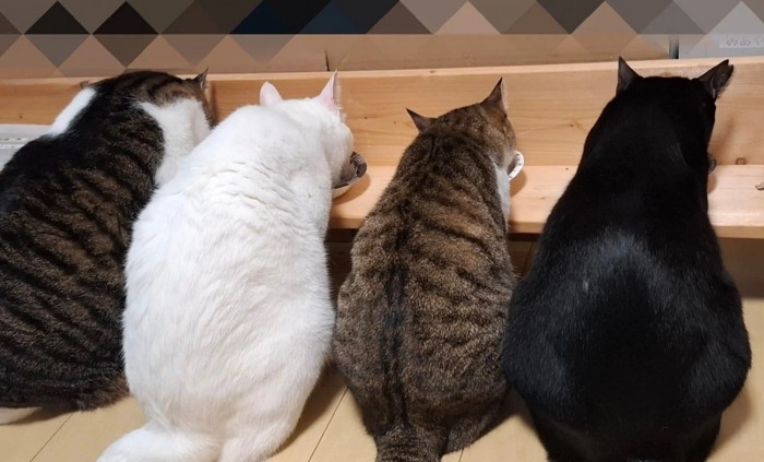並んで座る猫の後ろ姿