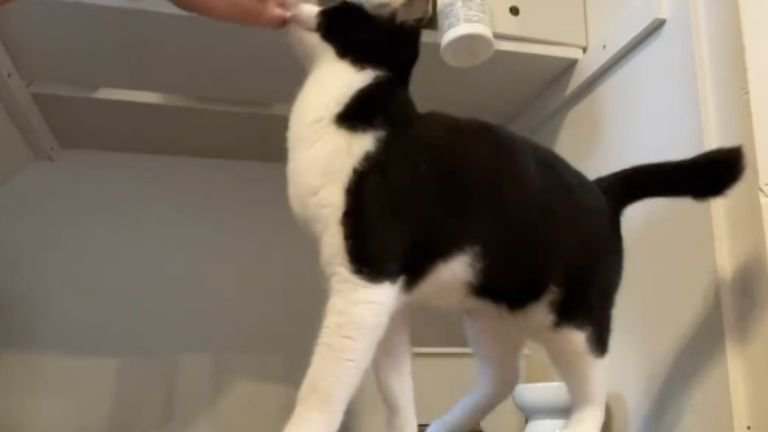 ごはん待ちしている猫