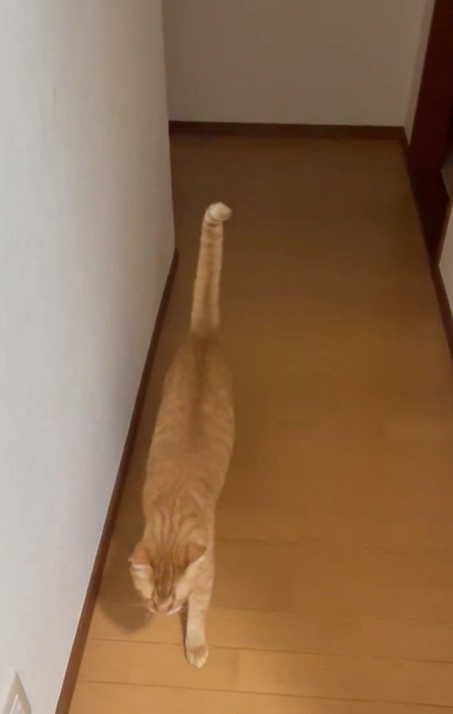 近づいてくる猫