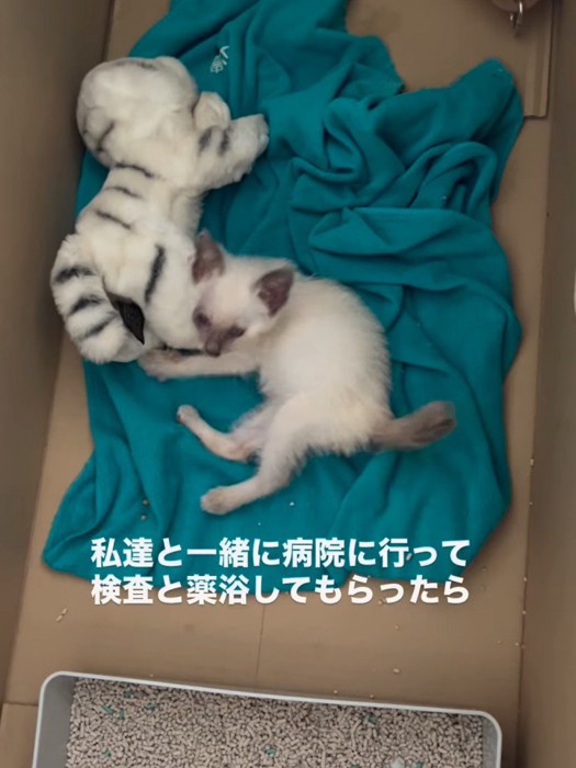 ぬいぐるみと一緒にいる子猫