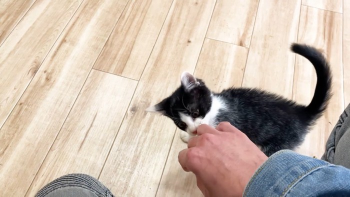 手にじゃれるロアちゃん